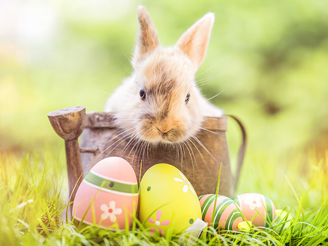 Easter Egg Hunt - Vineyard Assisted Living Community
